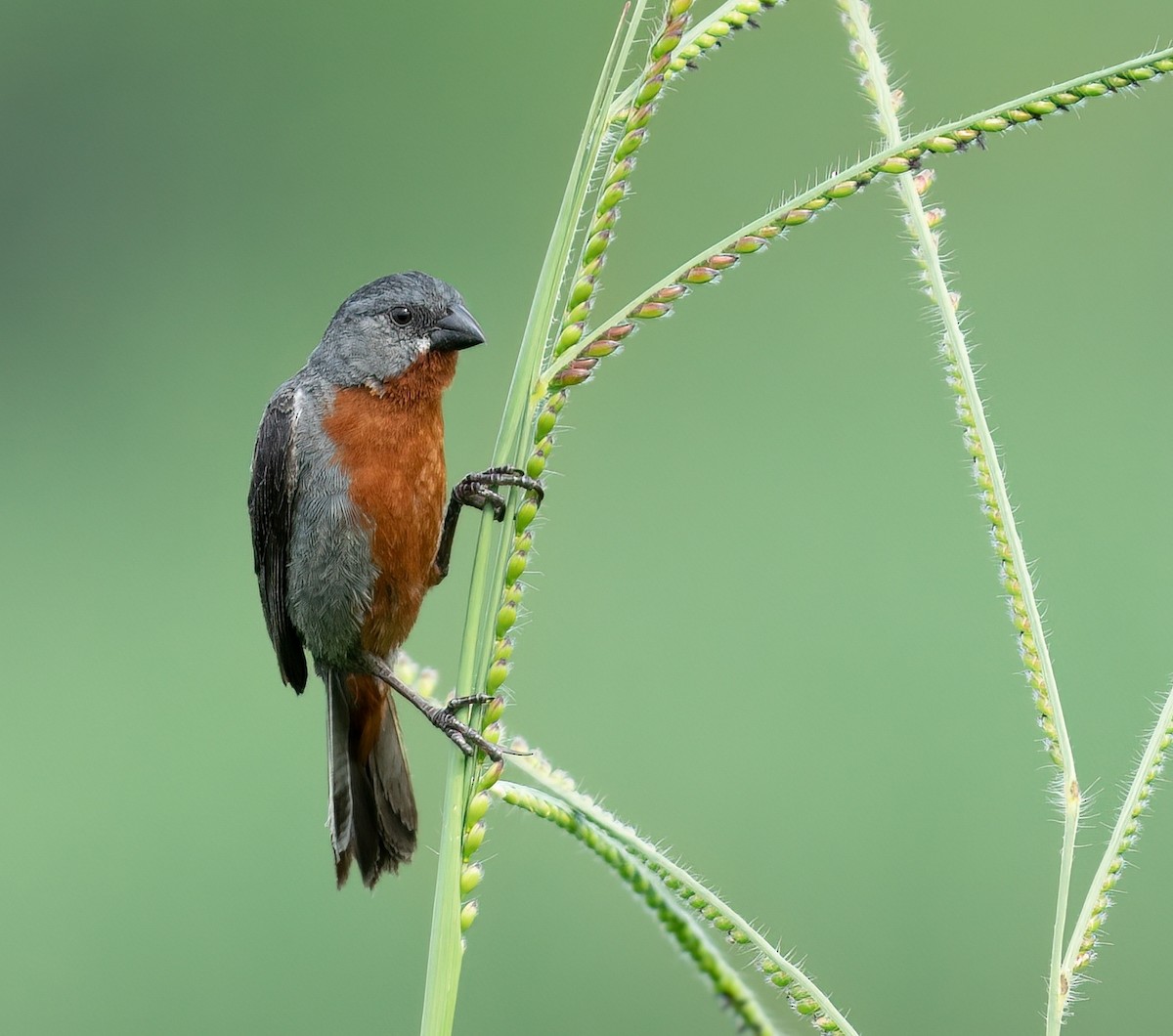 Kestane Karınlı Tohumcul - ML457642751