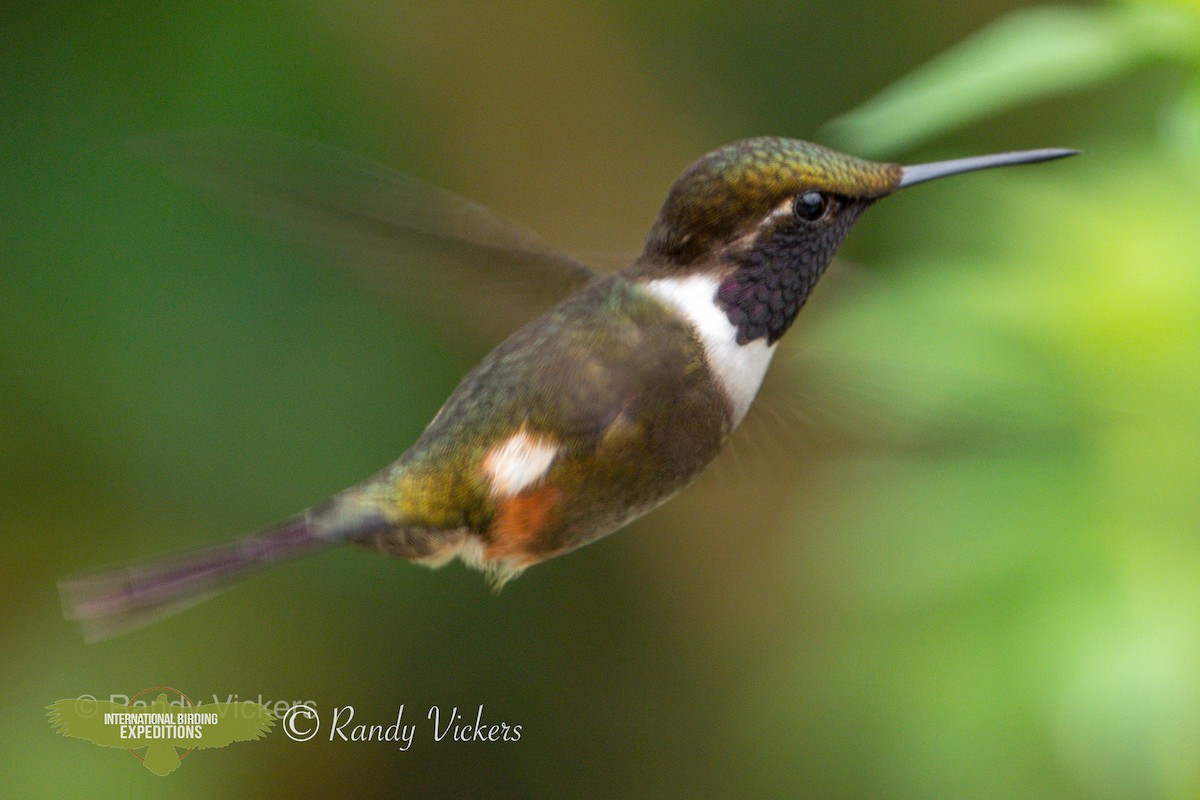 Purple-throated Woodstar - ML457642831