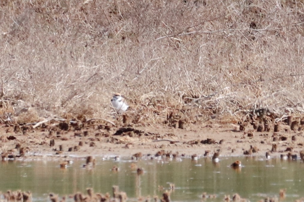 Kentish Plover - ML457643121