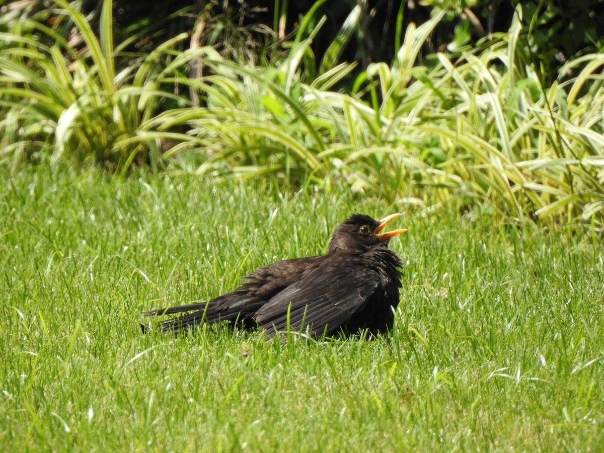 Chinese Blackbird - ML457643211