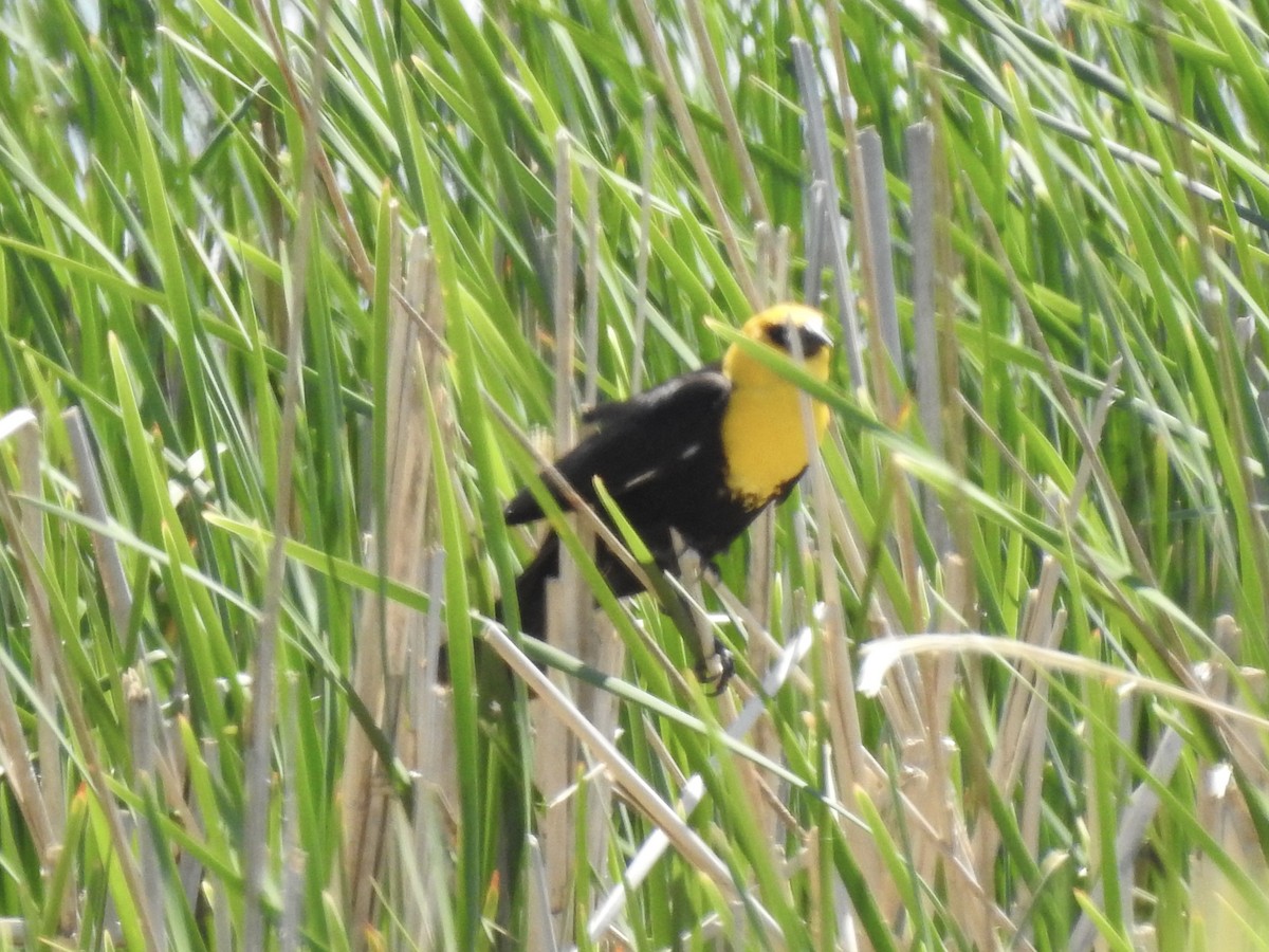Yellow-headed Blackbird - ML457643761