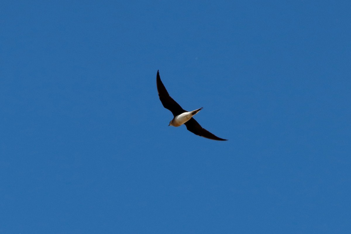 Black-winged Pratincole - ML457644461