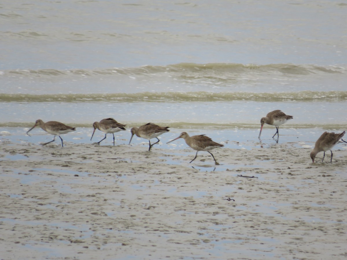 Hudsonian Godwit - Maria Florencia Padrón