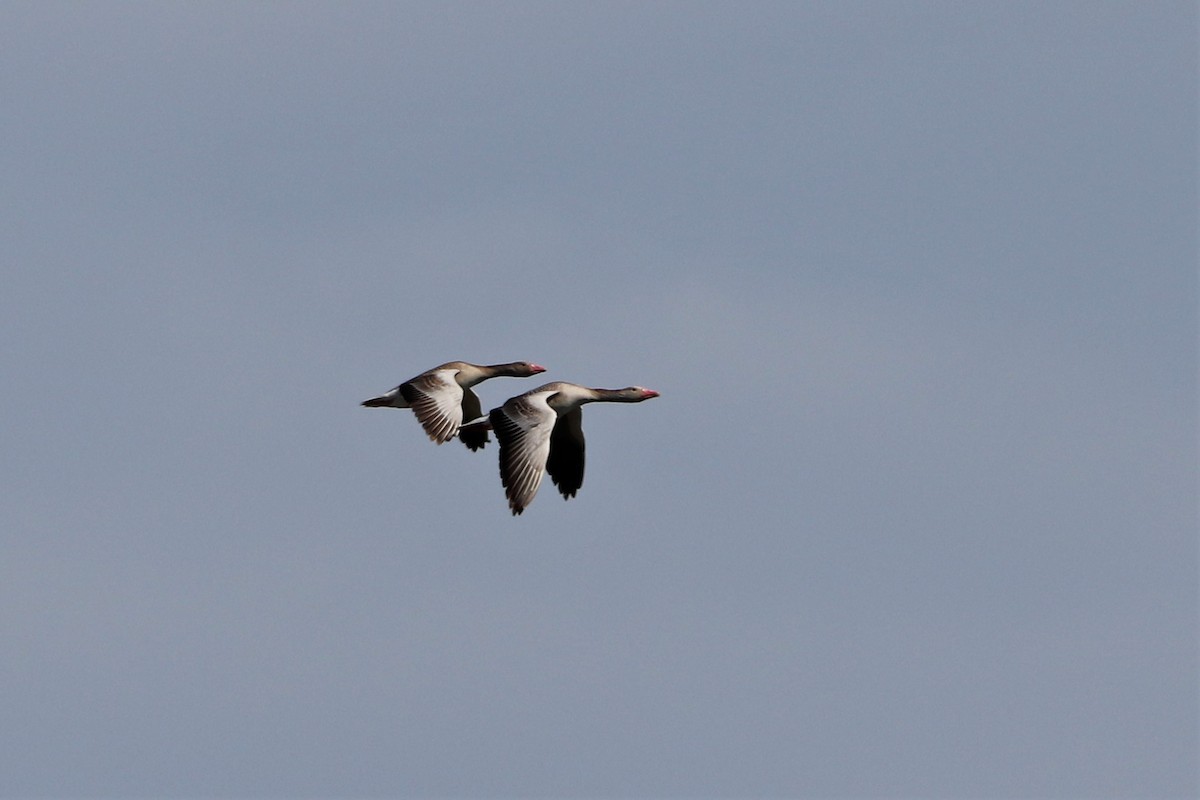 Graylag Goose - ML457644801