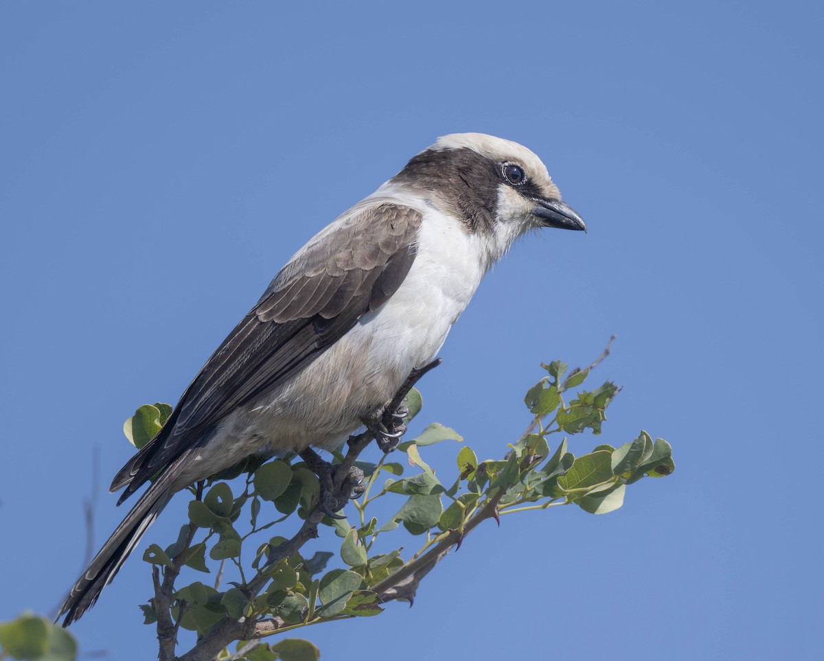 White-crowned Shrike - ML457645101