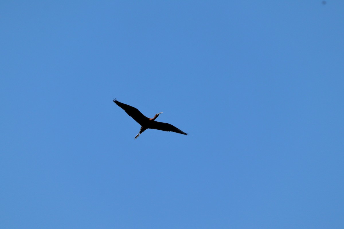 Glossy Ibis - ML457645261