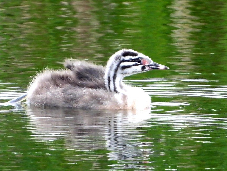 Отгот шунгуур - ML457646161