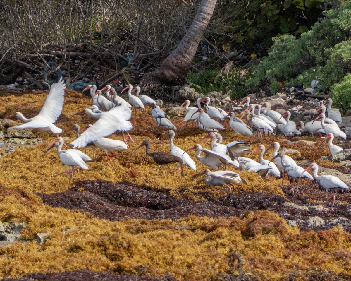 White Ibis - ML457646631