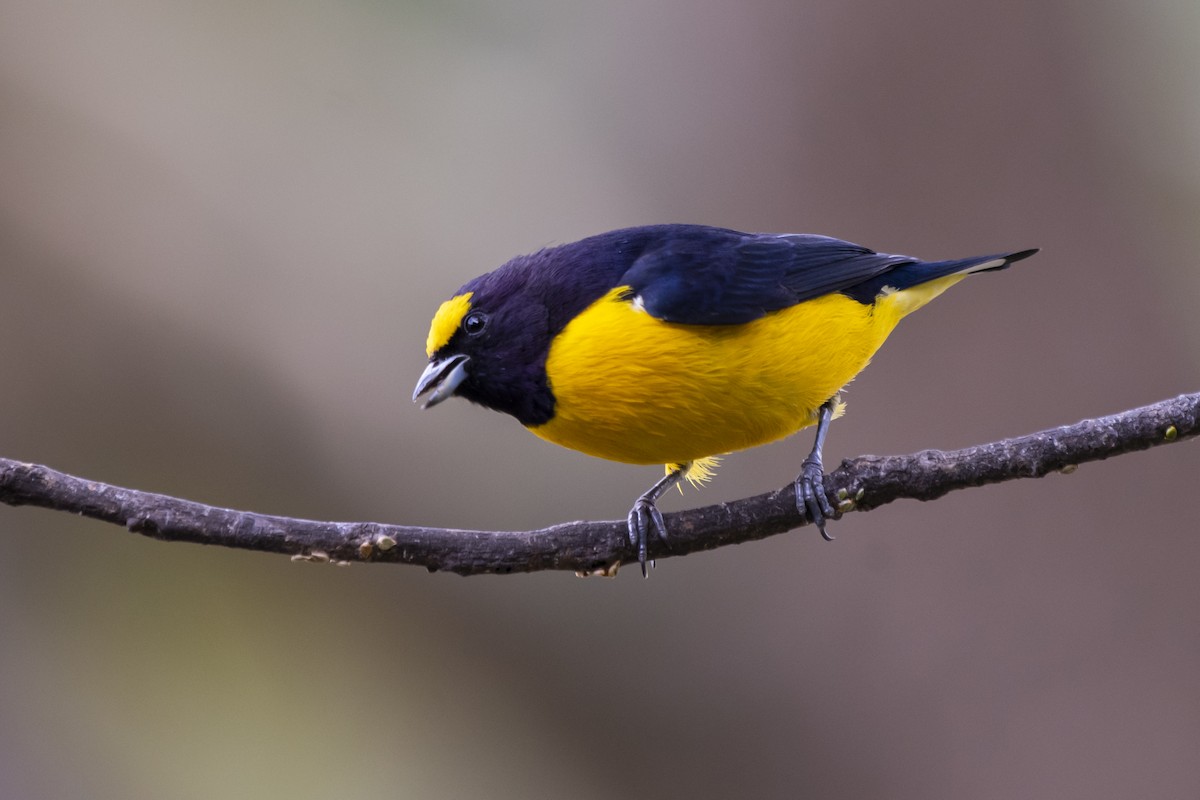 Purple-throated Euphonia - ML457646741