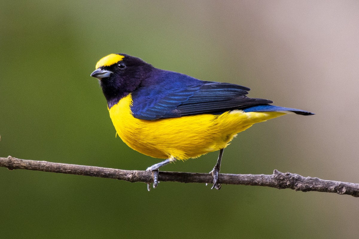 Purple-throated Euphonia - ML457646831