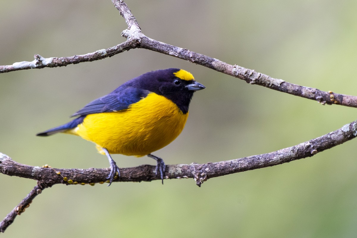 Purple-throated Euphonia - ML457646851