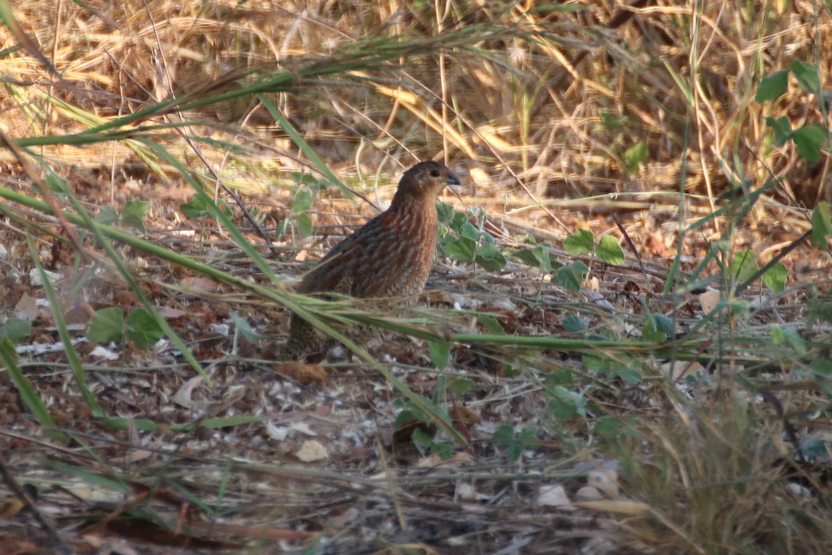 Brown Quail - ML457647421