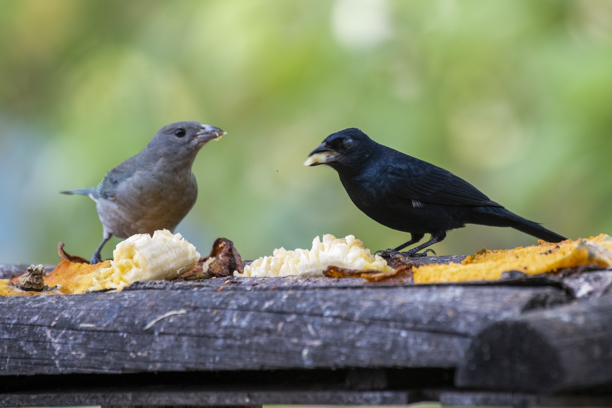 Ruby-crowned Tanager - ML457647461