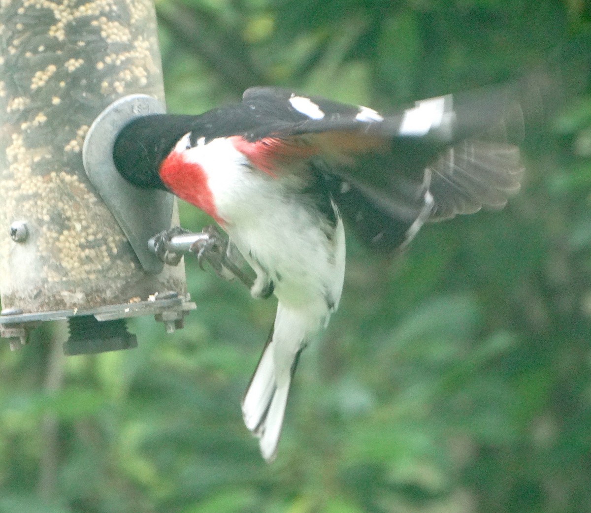 Rose-breasted Grosbeak - ML457647661
