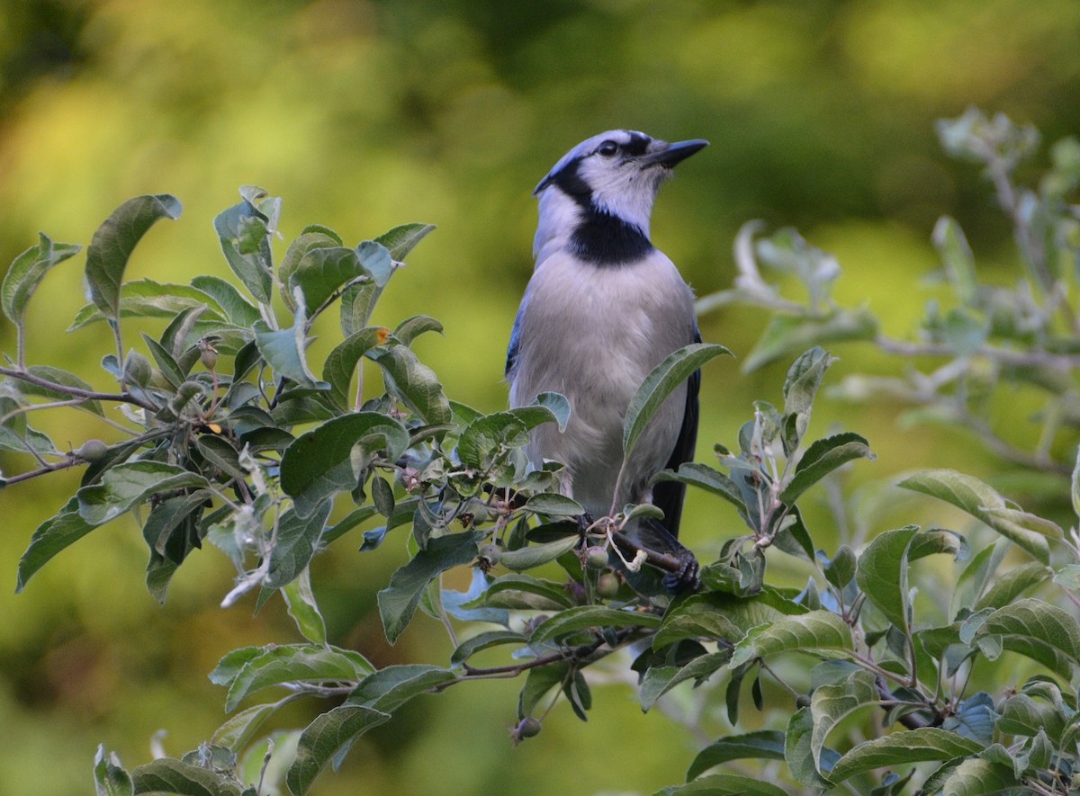 Blue Jay - ML457648661