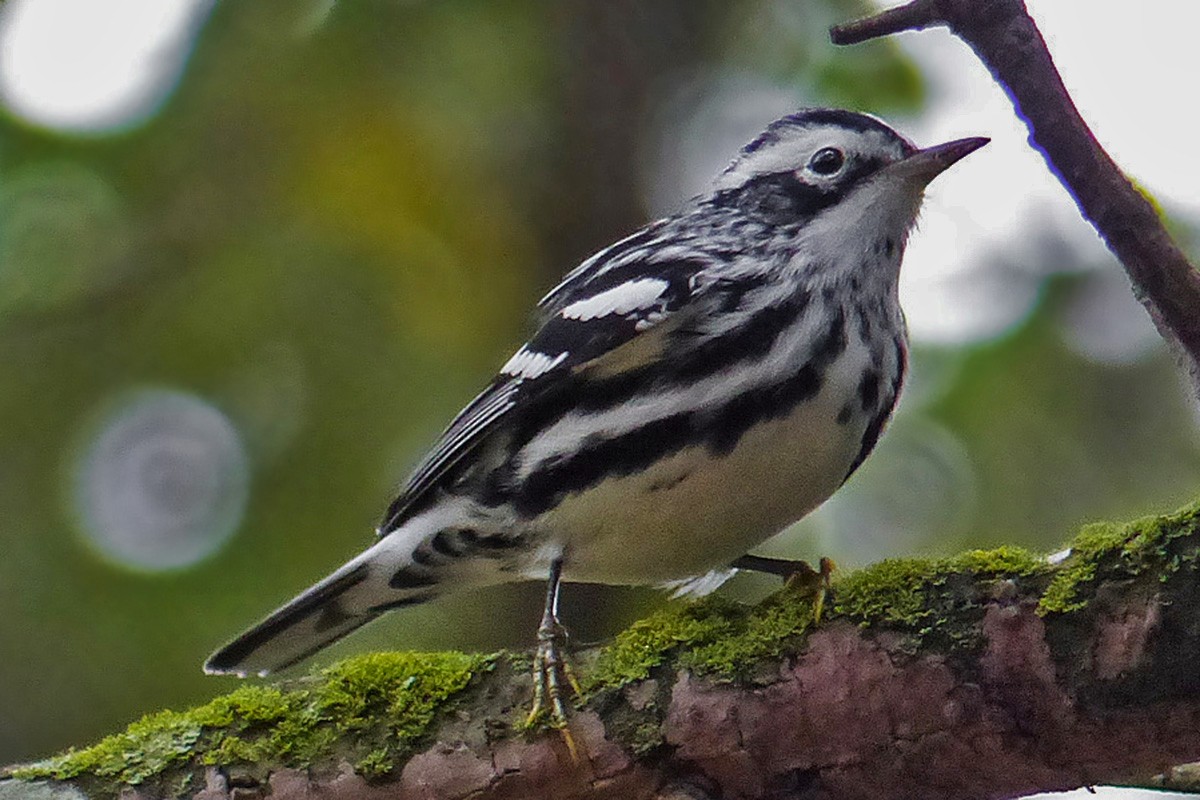 Black-and-white Warbler - ML457648941