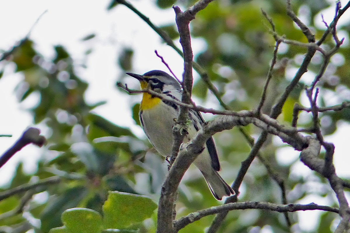 Yellow-throated Warbler - ML457648961