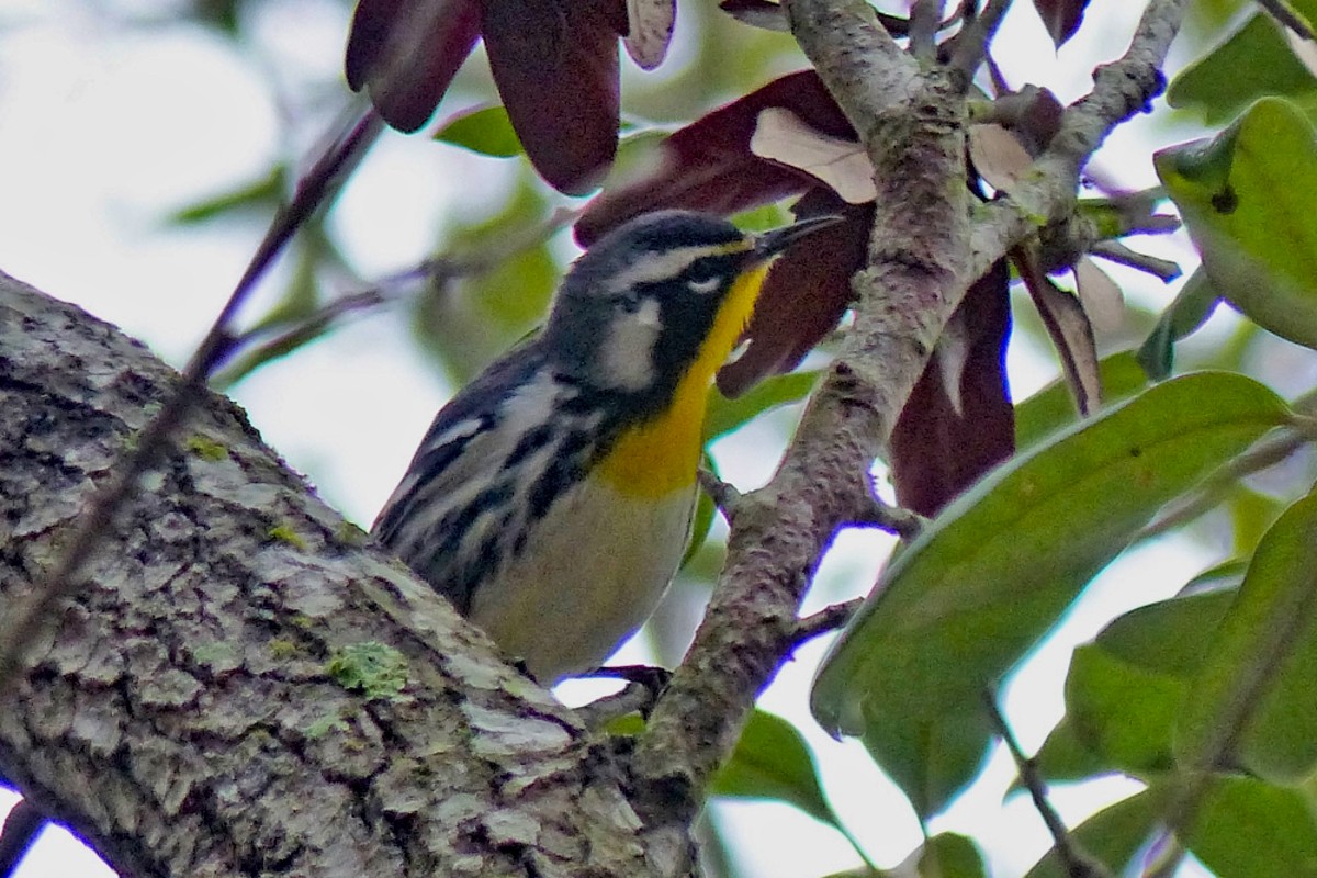 Yellow-throated Warbler - ML457648971