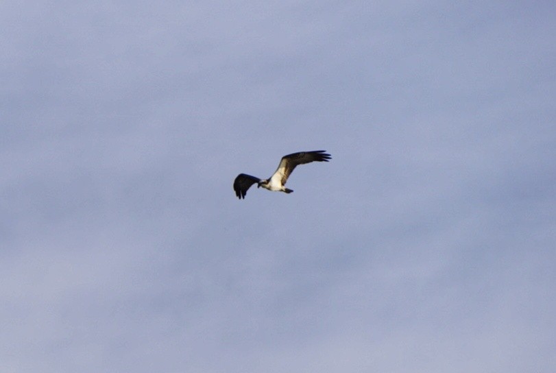 Balbuzard pêcheur - ML457649231