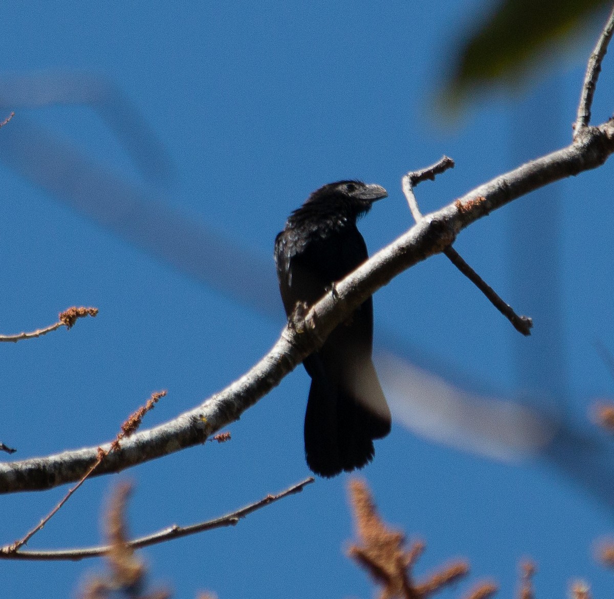 Smooth-billed Ani - ML457649391