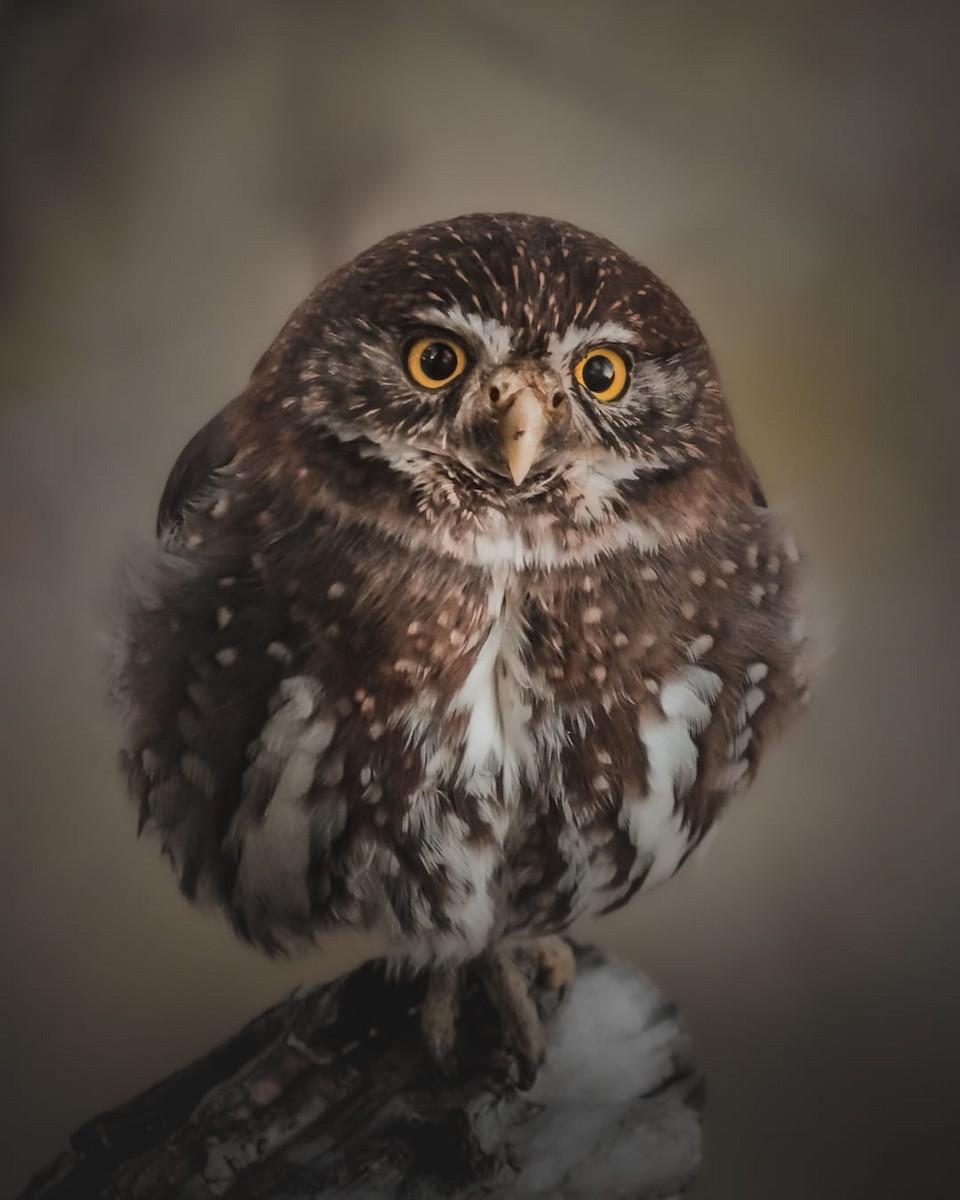 Austral Pygmy-Owl - ML457651641