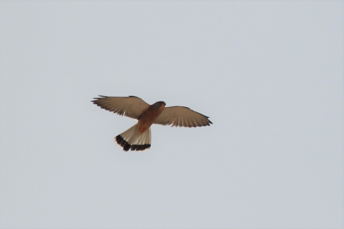 Lesser Kestrel - ML457651661