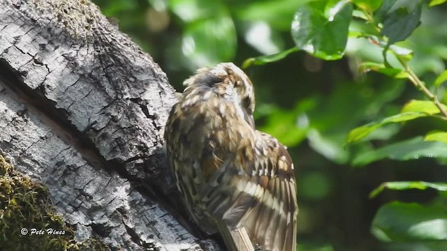 Eurasian Treecreeper - ML457651911