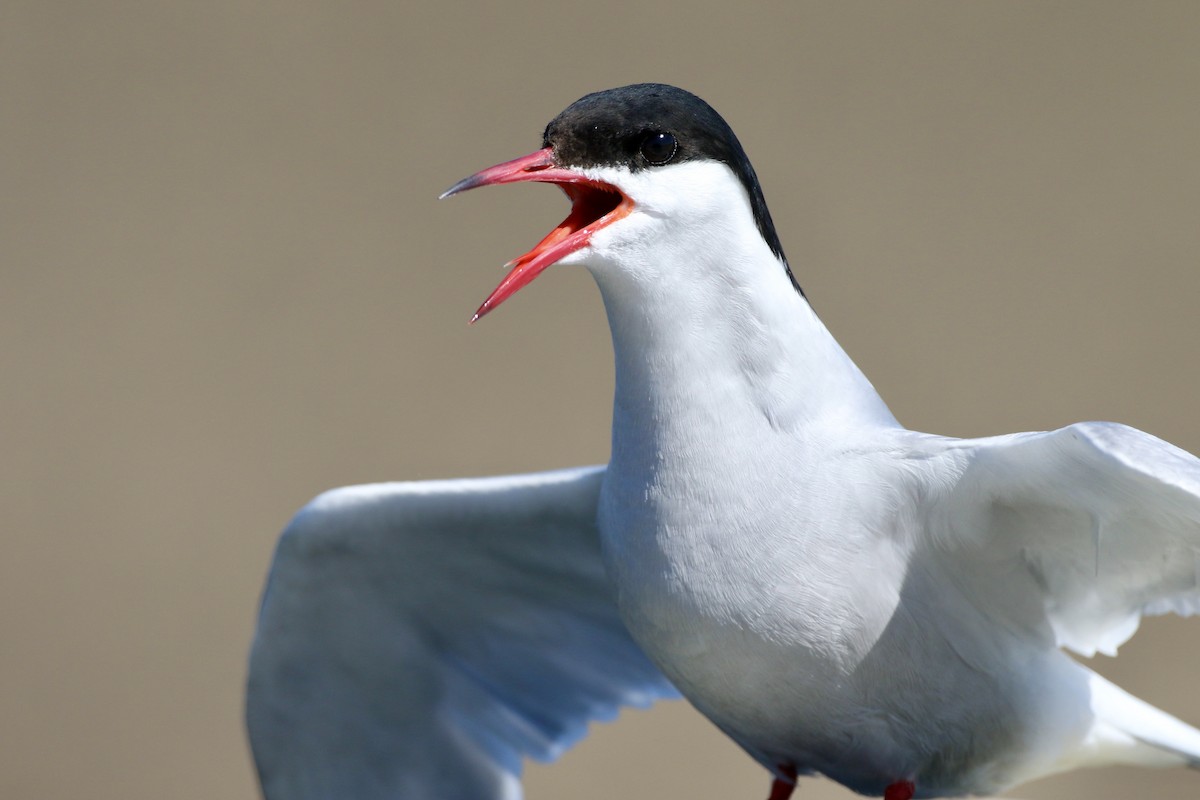Arctic Tern - John Garrett