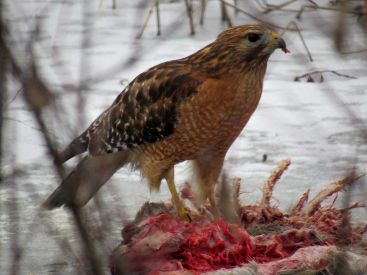 Red-shouldered Hawk - John Haas