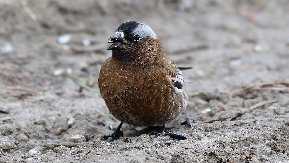 Gray-crowned Rosy-Finch - Steve Butterworth