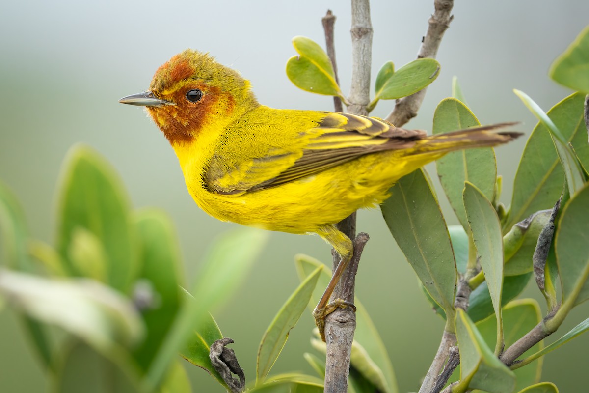 Yellow Warbler (Mangrove) - ML457654091