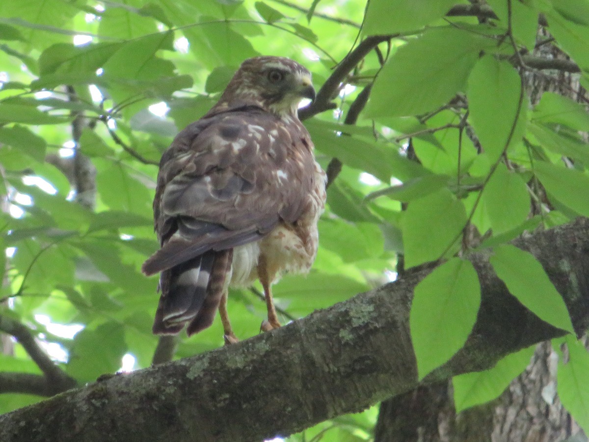 Broad-winged Hawk - ML457654591