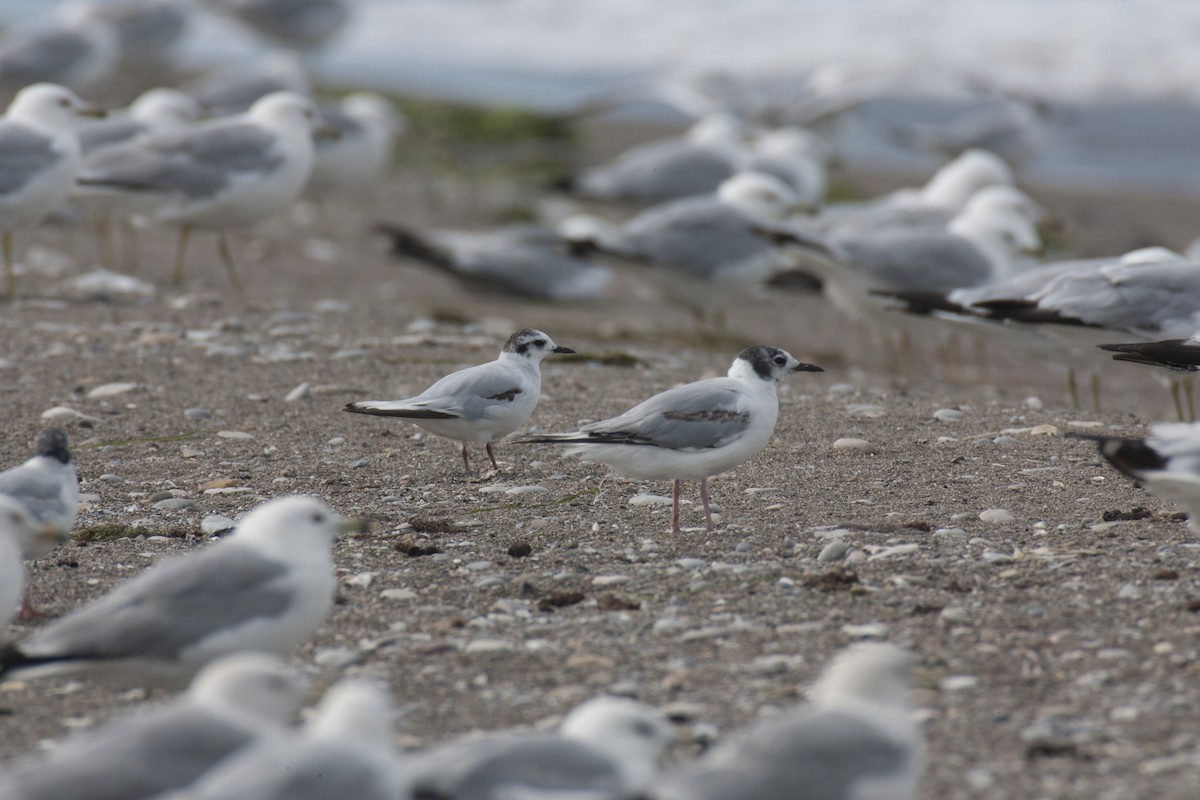 Mouette de Bonaparte - ML45765561