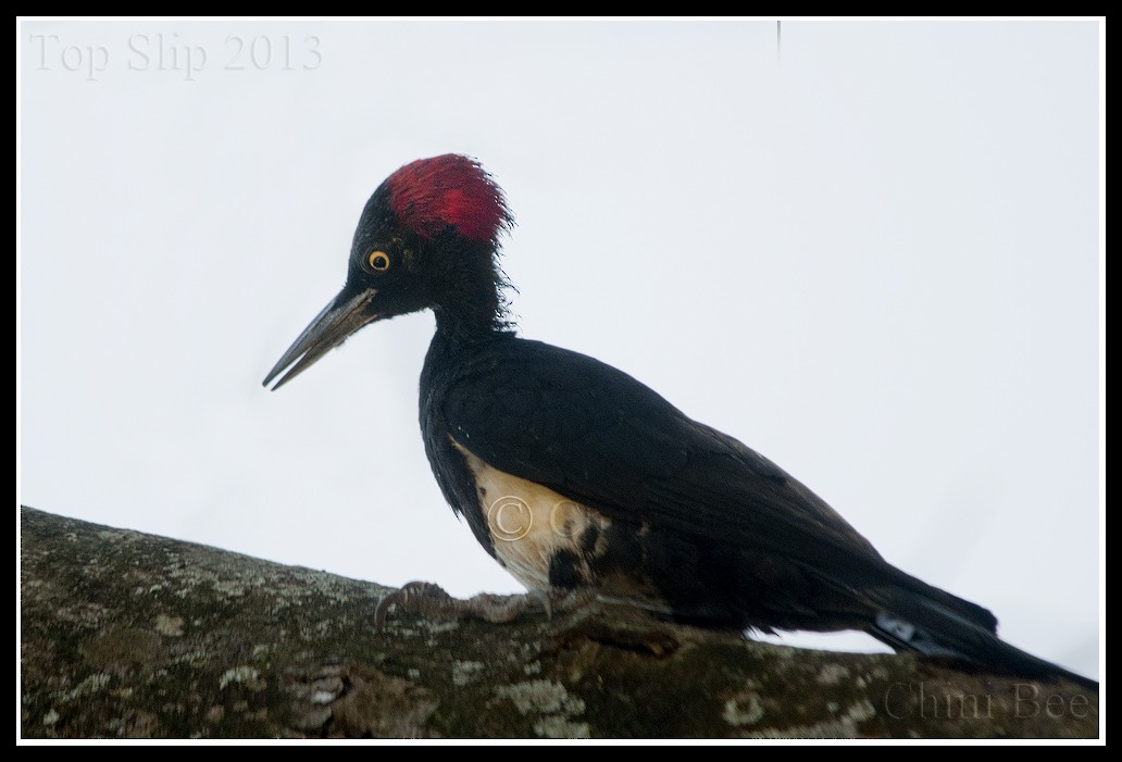 White-bellied Woodpecker - ML45765581