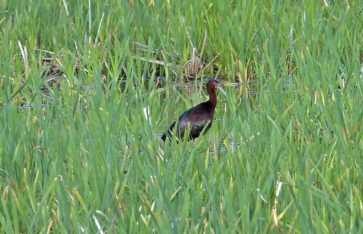 White-faced Ibis - ML457656841