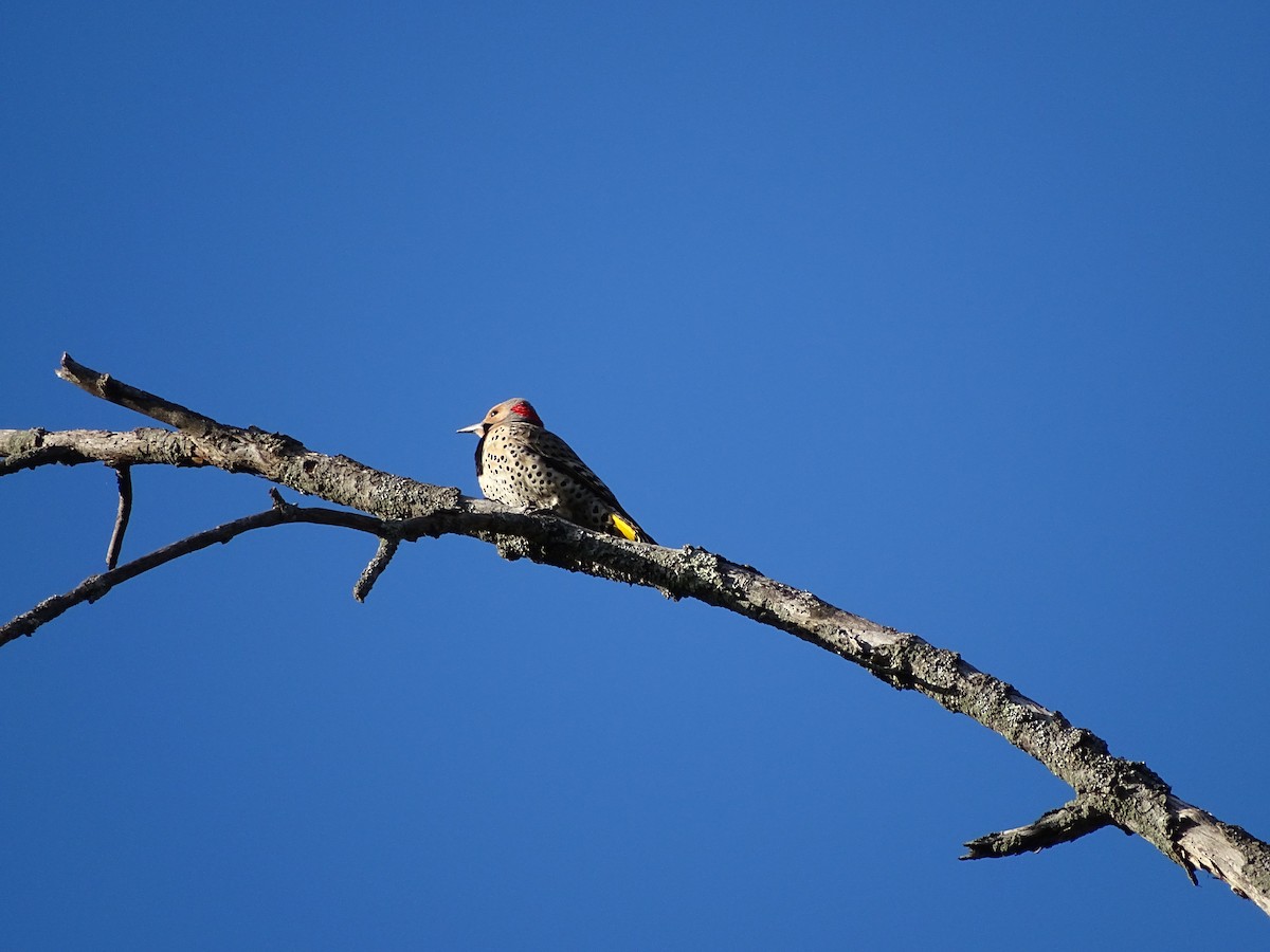 Northern Flicker - ML457656981