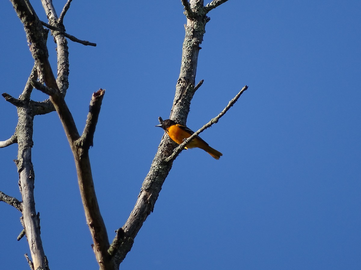 Baltimore Oriole - ML457657051