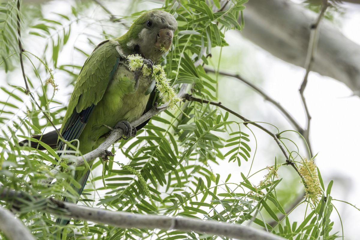 Monk Parakeet (Monk) - Connor Cochrane