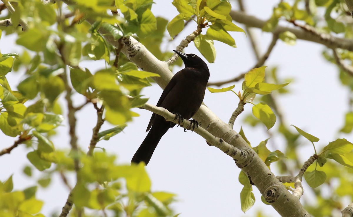 Common Grackle - Diane Eubanks