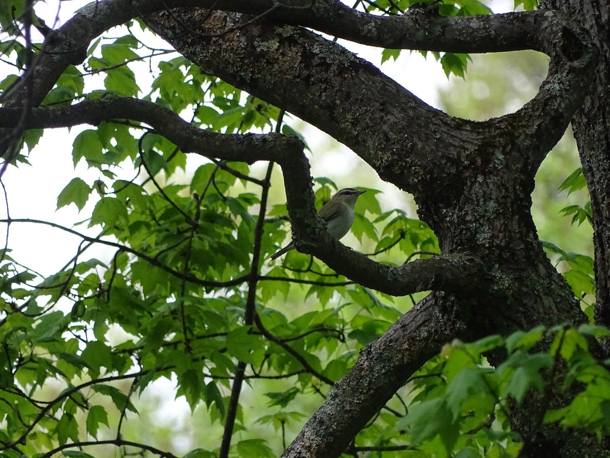 Vireo occhirossi - ML457657511