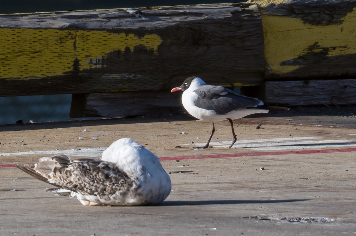 Mouette atricille - ML457657751