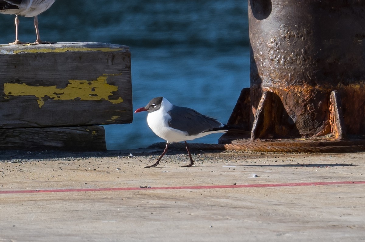 Laughing Gull - ML457657801