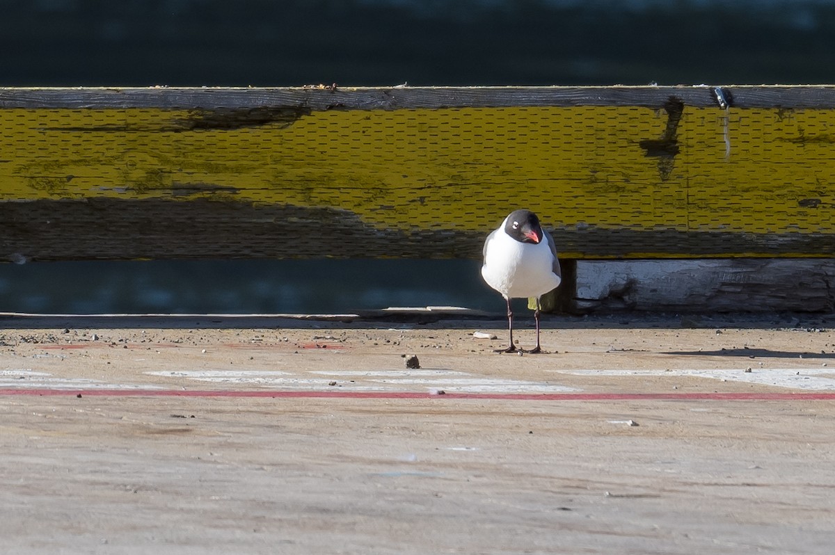 Laughing Gull - ML457657821