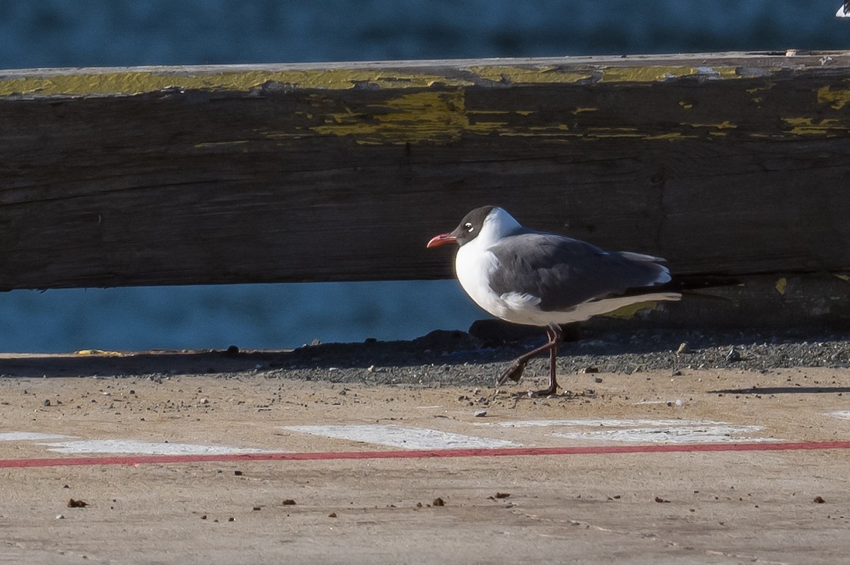 Gaviota Guanaguanare - ML457657831