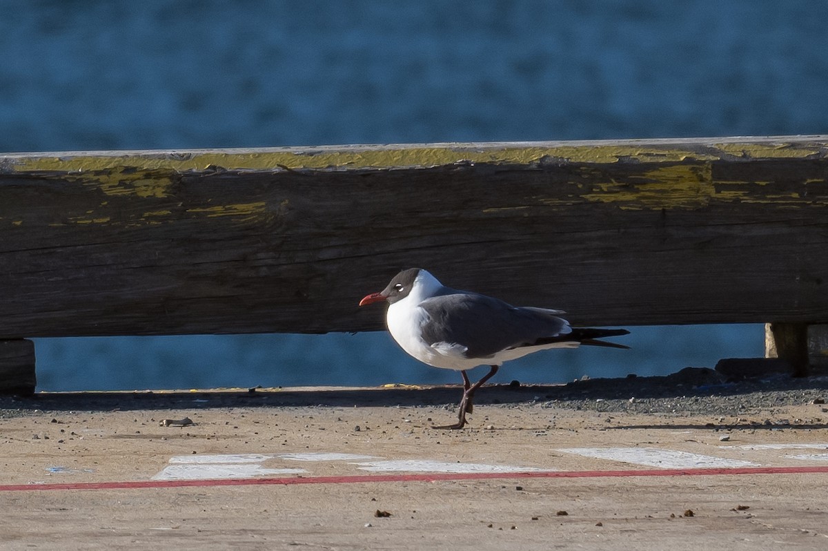 Mouette atricille - ML457657861