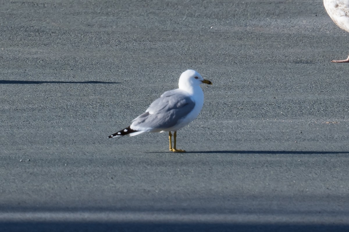 Ring-billed Gull - ML457657971