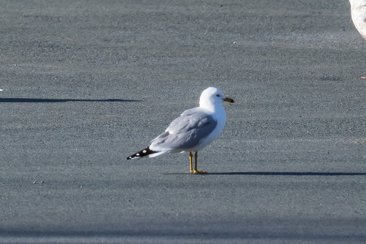 Ring-billed Gull - ML457657991