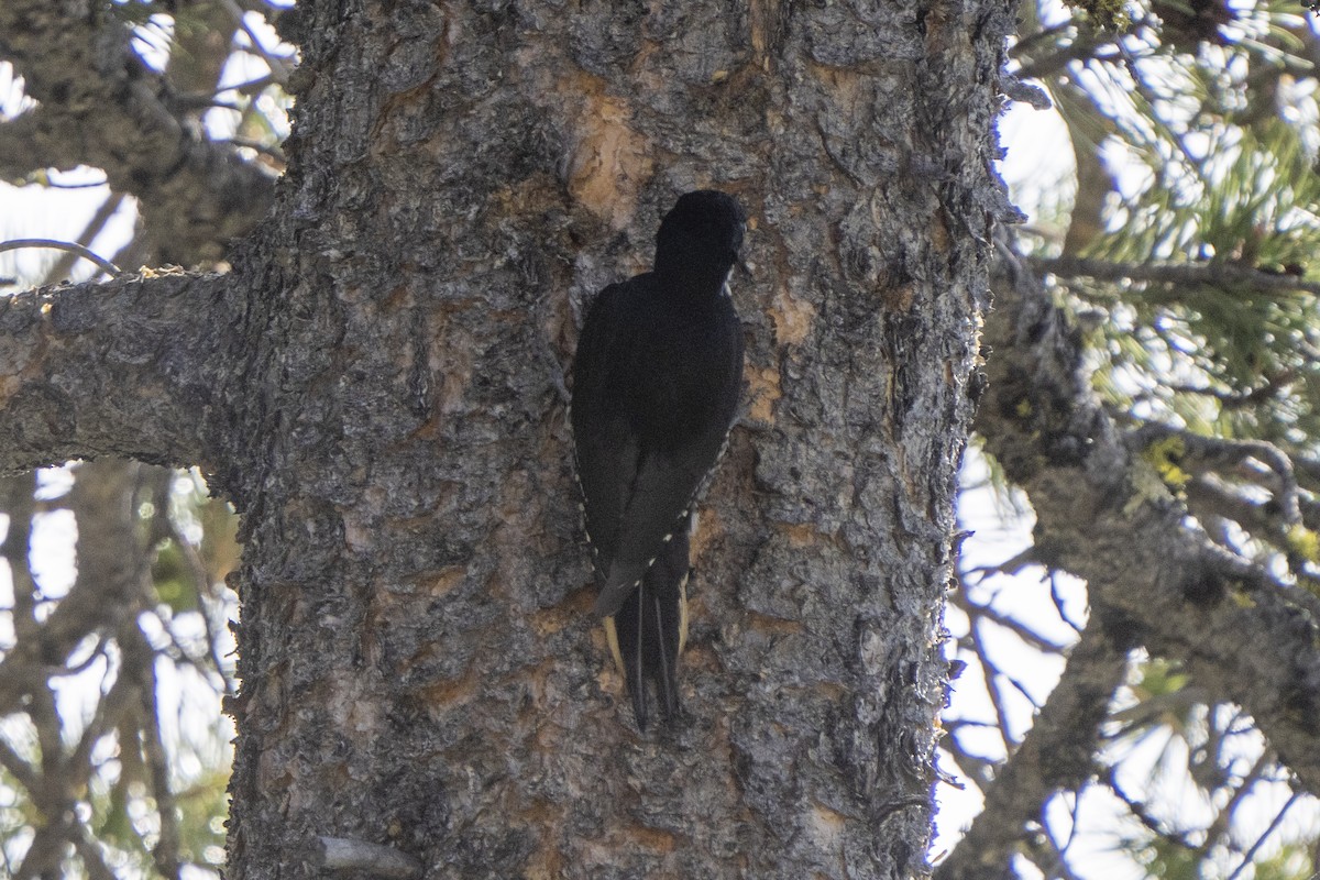 Black-backed Woodpecker - ML457658091