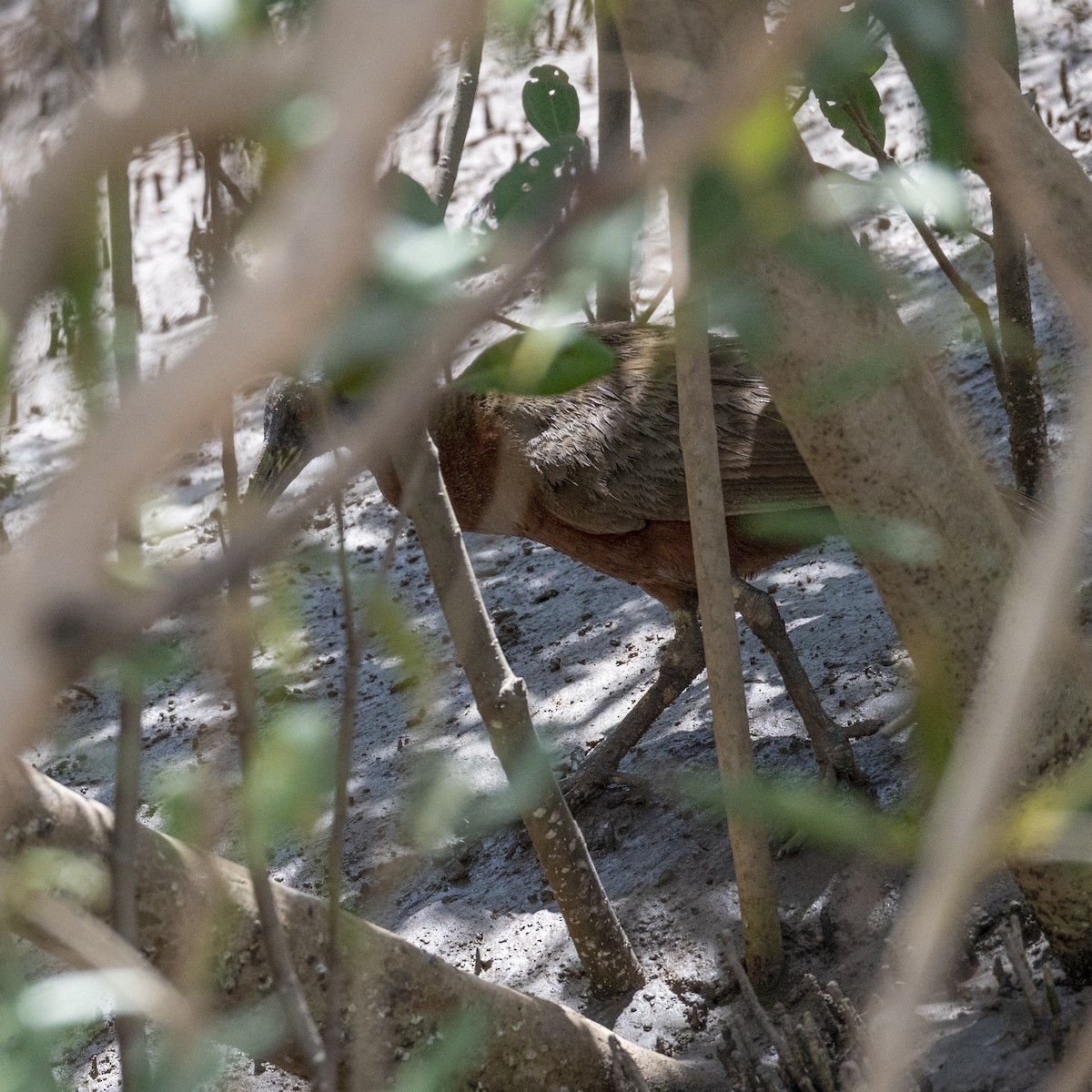 Chestnut Rail - ML457658131