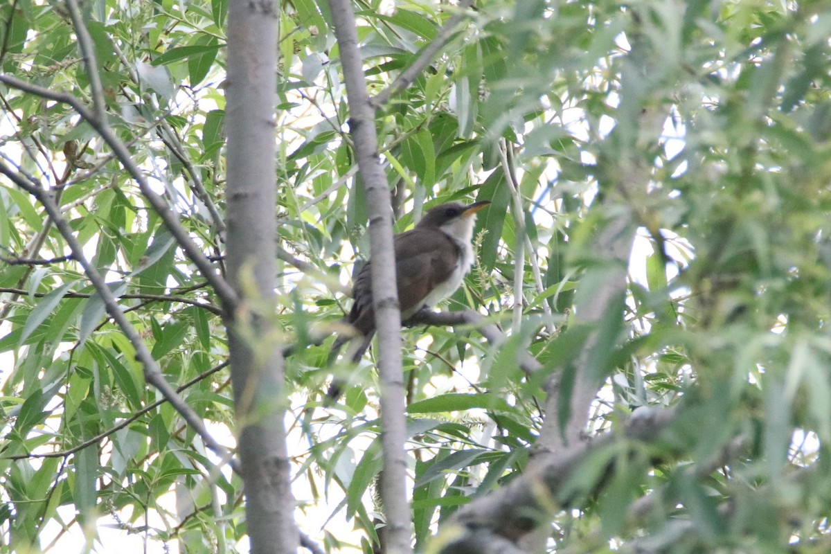 Yellow-billed Cuckoo - ML457659621